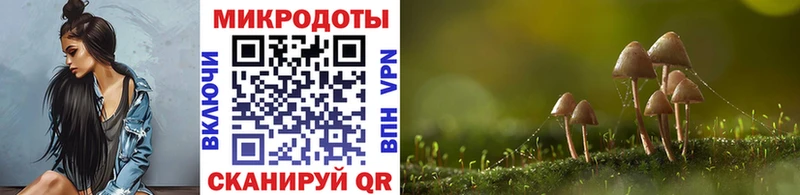 купить наркоту  Буинск  Псилоцибиновые грибы Psilocybine cubensis 